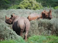 Black Rhino At Shamwari, Shamwari Game Reserve, &copy;Keith Butler